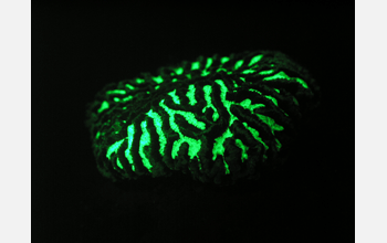 A fluorescent coral under fluorescent lighting conditions