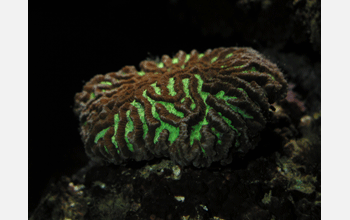 A fluorescent coral under white lighting conditions