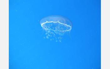 Jellyfish, genus <em>Aurelia</em>, associated with commercial fish populations.