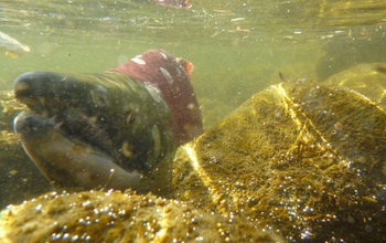 A male sockeye salmon resting in creek shallows.