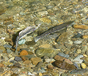 A female pink salmon moving sediment to build a nest.
