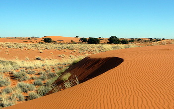 dunes and desert grass