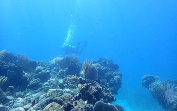 A SCUBA diver collecting samples on the Ram Head reef in the U.S. Virgin Islands.