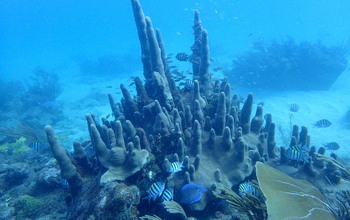 An underwater coral reef.