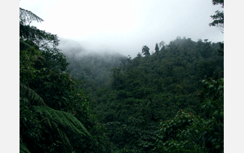 Mature cloud forests at the La Cortadura Ecological Reserve, Municipality of Coatepec, Veracruz.