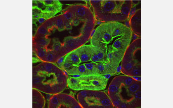 Cells inside a mouse kidney