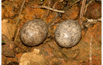 The lesser nighthawk (<em>Chordeiles acutipennis</em>) makes a shallow, stony nest