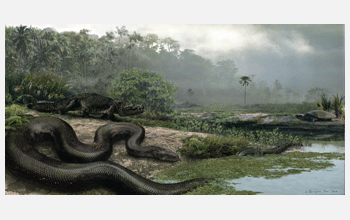 Artist's rendering of the largest snake on record, a 45 foot <em>Titanoboa cerrejonensis</em>