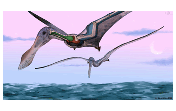 Distribution of balloon-like air sacs of a four-meter-wingspan pterosaur