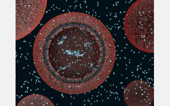 A 3-D view of a model protocell (a primative cell)