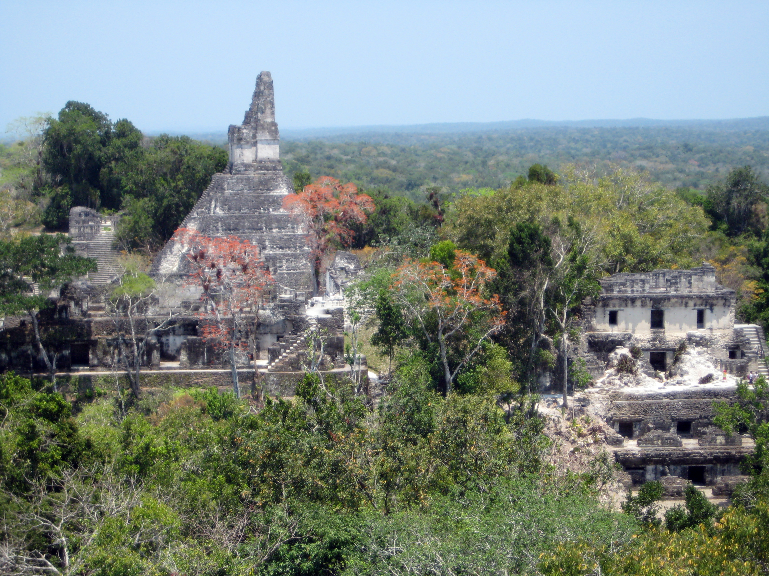 Ancient Arborists - The Mayans
