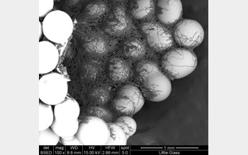 Scanning electron microscope image of a caddisfly larva