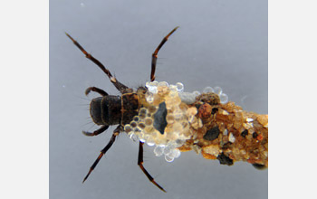 A caddisfly larva