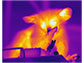 Thermal image showing substantial temperature difference in aye ayes right middle finger (near its nose) compared to other fingers