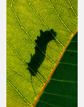 A silhouette of a monarch caterpillar (<em>Danaus plexippus</em>) on the leaf of a milkweed