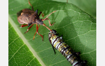 A predator feeds on a monarch caterpillar (<em>Danaus plexippus</em>)