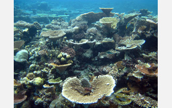 A patch reef in Truk lagoon, Micronesia
