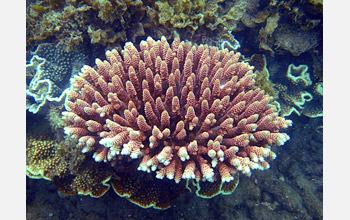 <em>Acropora millepora</em> on the reef at Magnetic Island, Australia