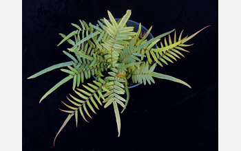 The sporophyte of the fern <em>Pteris vittata</em>