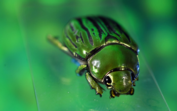 Jeweled beetle <em>Chrysina gloriosa</em>