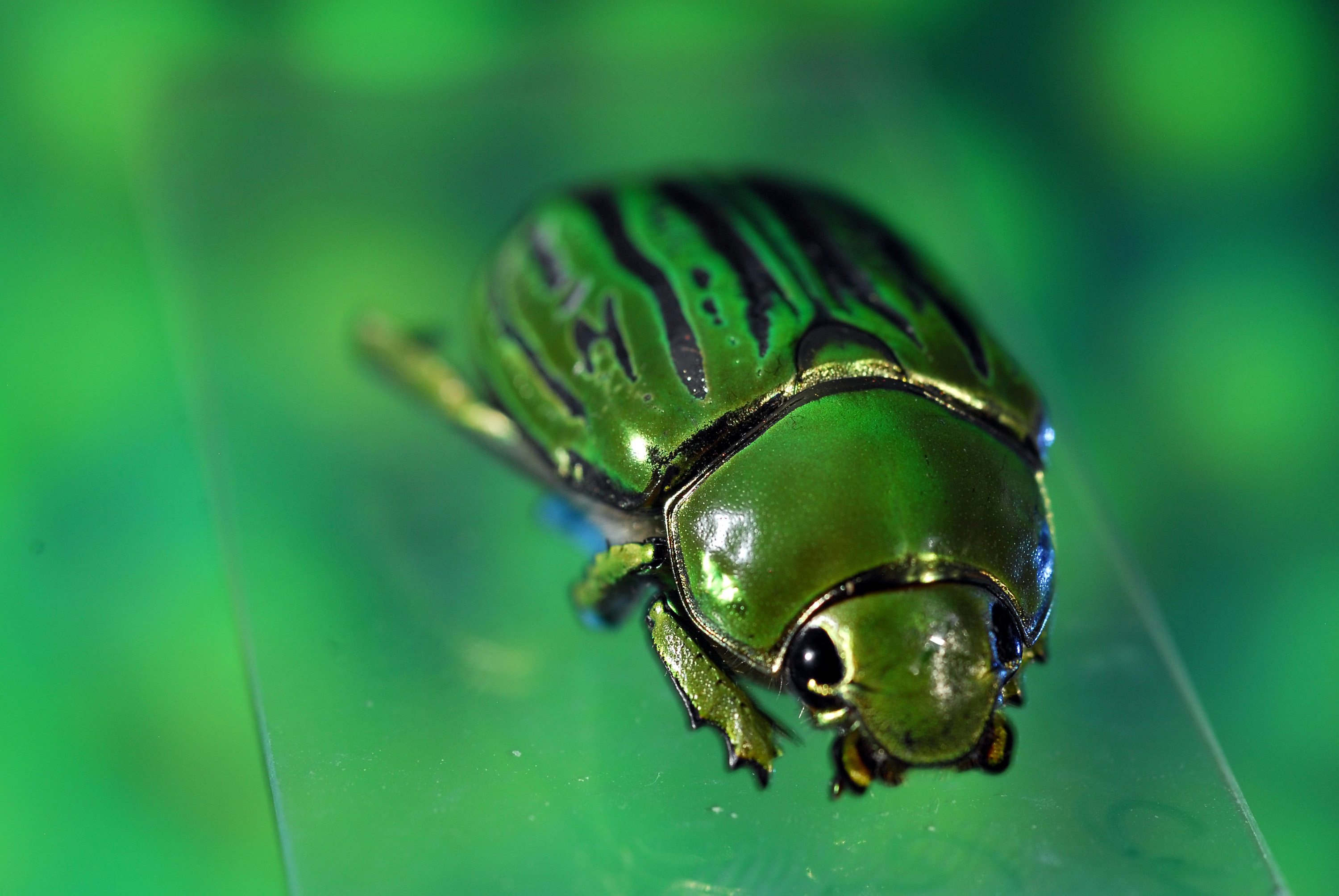 Researchers study iridescence in jeweled beetle shells.