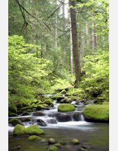 A waterfall in the HJ Andrews Experimental Forest, an NSF LTER site