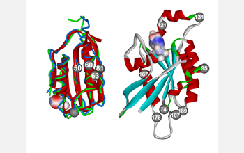 Proteins AcPh and Cdc42, whose stability has been greatly increased by researchers