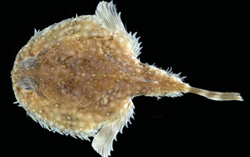 Newly described pancake batfish (<em>Halieutichthys intermedius</em>)