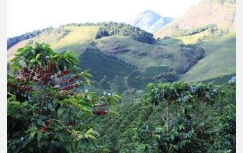 Coffee plants (foreground), with forest patches relegated to the hilltops