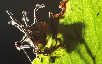 A parasitic fungus growing from a <em>Camponotus balazani</em> ant