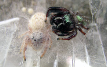Female (left) and male jumping spiders of an undentified species