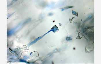 Gel-like mucus (stained blue) covers individual sea-ice algae clustered in a tiny pore in ice