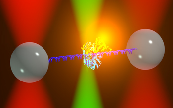 New instrument combines optical traps with fluorescence for insight into dynamic molecular processes