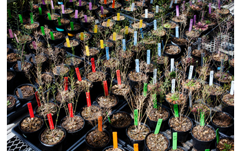 Colorful tags mark pots containing <em>Arabidopsis thaliana</em>