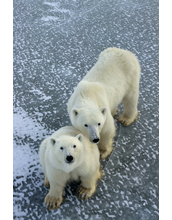 Polar bears are expert swimmers that have adapted to a highly specialized arctic lifestyle