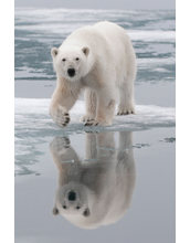 Polar bears and brown bears have interbred opportunistically over the past 100,000 years