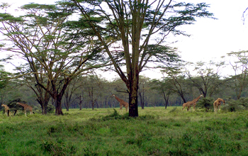 Giraffes roam in a wooded grassland savanna in Kenya's Nakuru National Park