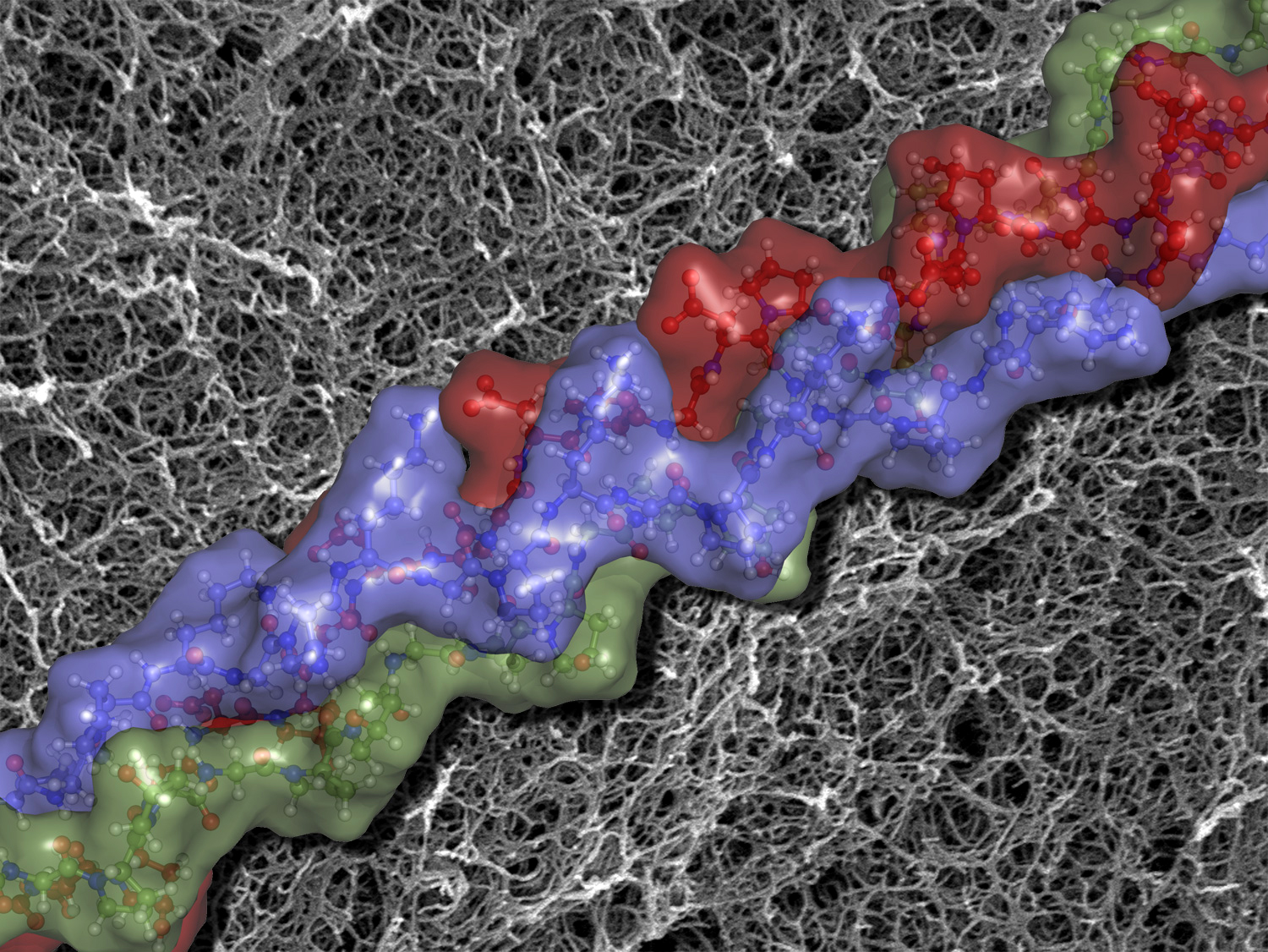 Multimedia Gallery - Triple Helical Structure of Synthetic Collagen | NSF - National Science ...