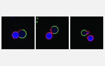 Asymmetric division of a polarized artificial cell