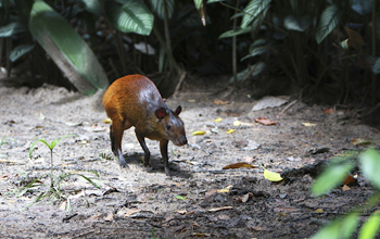 An agouti (rodent), Amazon basin, Guyana