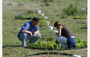 Researchers examine experimental plots containing different plant species