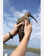 A whimbrel displays a new solar transmitter to track its migration