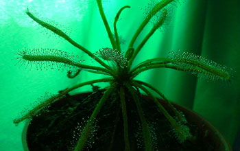 A carnivorous sundew plant