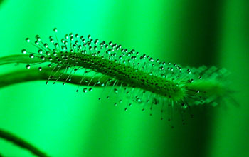 Carnivorous sundew plant