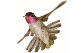 A male Anna's hummingbird (<em>Calypte anna</em>)