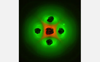 Predator bacteria (green) surround prey bacteria (red) in this Petri dish Serengeti