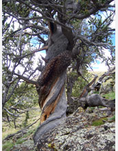 A bristlecone pine tree growing near Summitville in the south San Juan Mountains