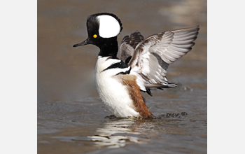 A male hooded merganser spreads its wings and raises its hood