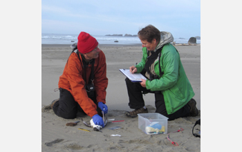 Surveyers for citizen science program measure a common murre on the Oregon coast