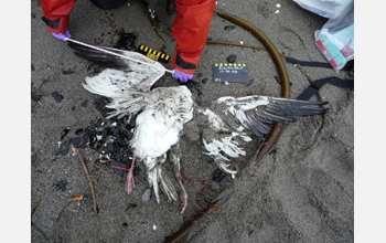 Measuring a snow goose's wingchord on Puget Sound, Wash., for a citizen science program